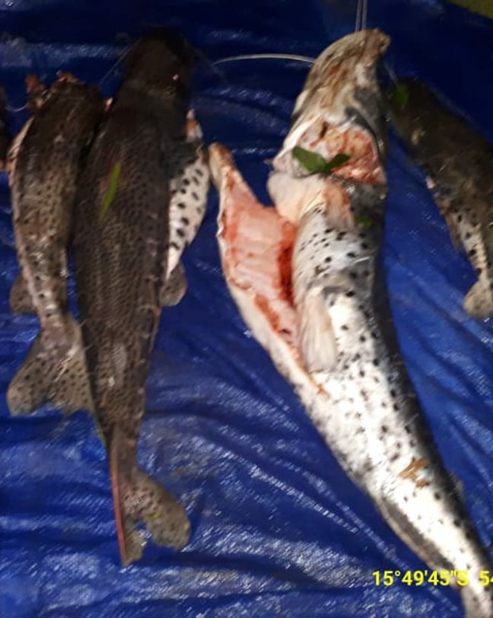 Três pessoas foram presas na noite dessa quinta-feira (13) com 100 kg de pescado irregular na MT-130, trevo de acesso à região de Jarudore, em Poxoréu — Foto: Batalhão Ambiental da Polícia Militar/Divulgação