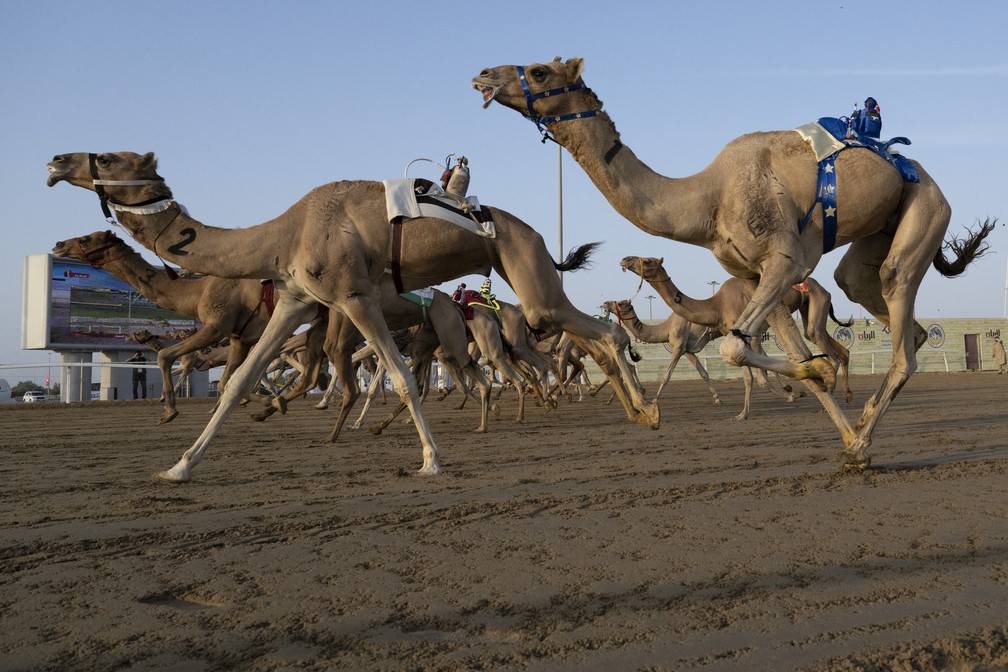 Jóqueis robôs controlam camelos em corridas no Catar — Foto: Pablo Porciuncula/AFP