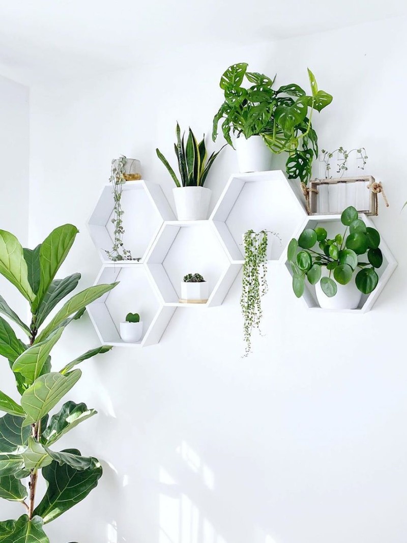 Prateleira para plantas: 7 ideias para criar um jardim vertical (Foto: Instagram/@positiveplants)