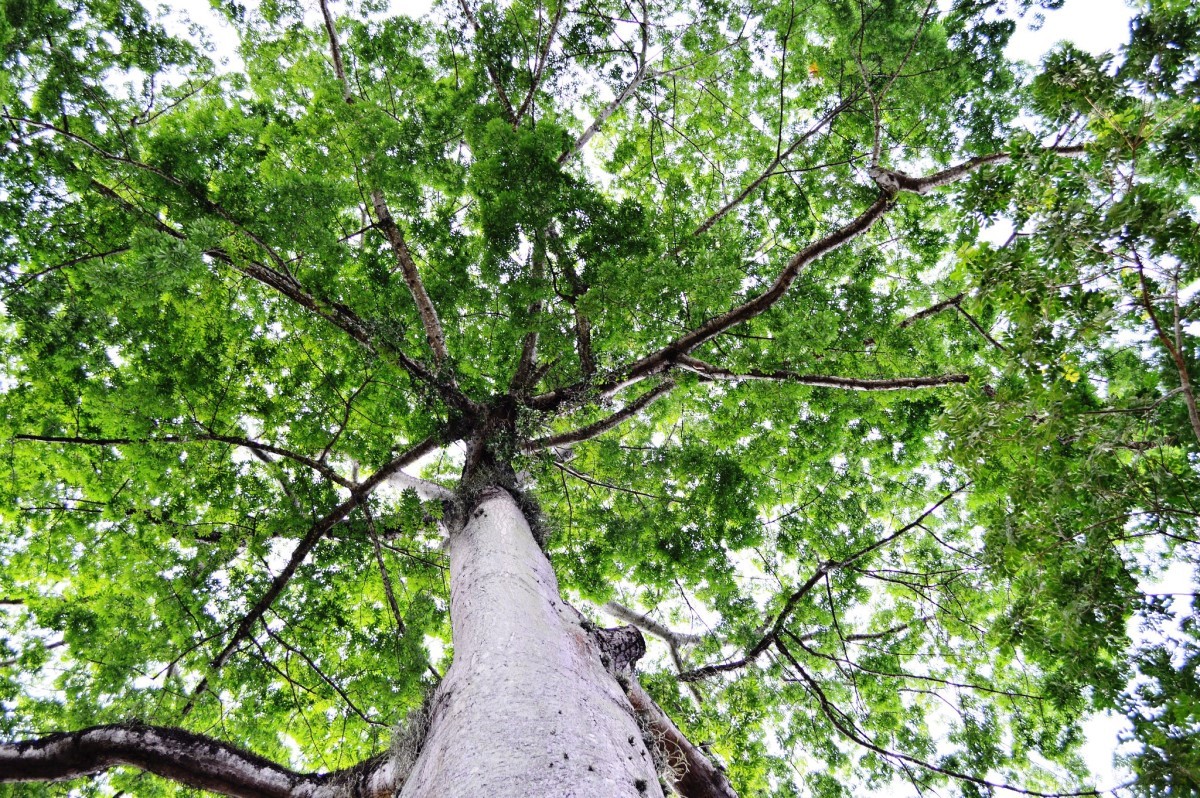 O óleo retirado das sementes da árvore samaúma é usado para tanto na alimentação quanto em itens do dia a dia, em produtos como sabão e lubrificantes (Foto: Flickr / Ricardo Toledo / CreativeCommons)
