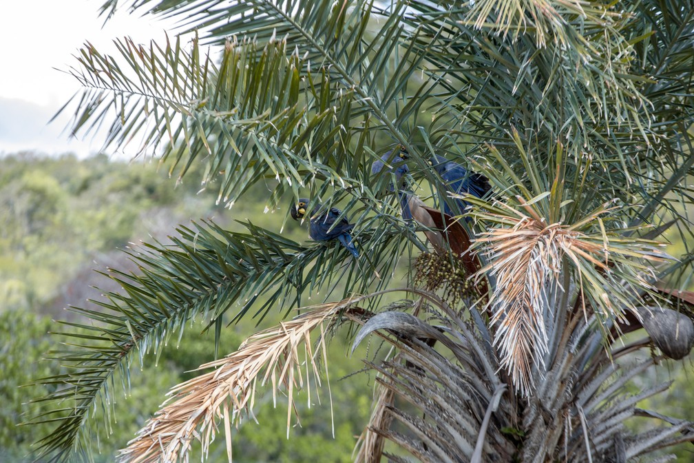 Arara-azul-de-lear em um licurizeiro, a palmeira que dá o licuri, um coquinho que cresce aos cachos nestas árvores. O alimento é a principal fonte de nutriente destas aves, mas a escassez provocada pela seca e desmatamento está levando as aves a atacarem milharais. — Foto: Marcelo Brandt/G1