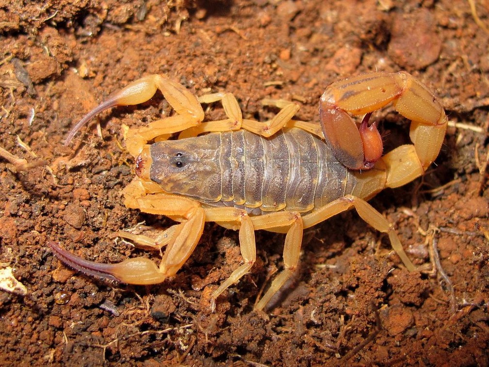 Escorpião: saiba o que fazer em caso de picada (Foto: Semus/Divulgação)