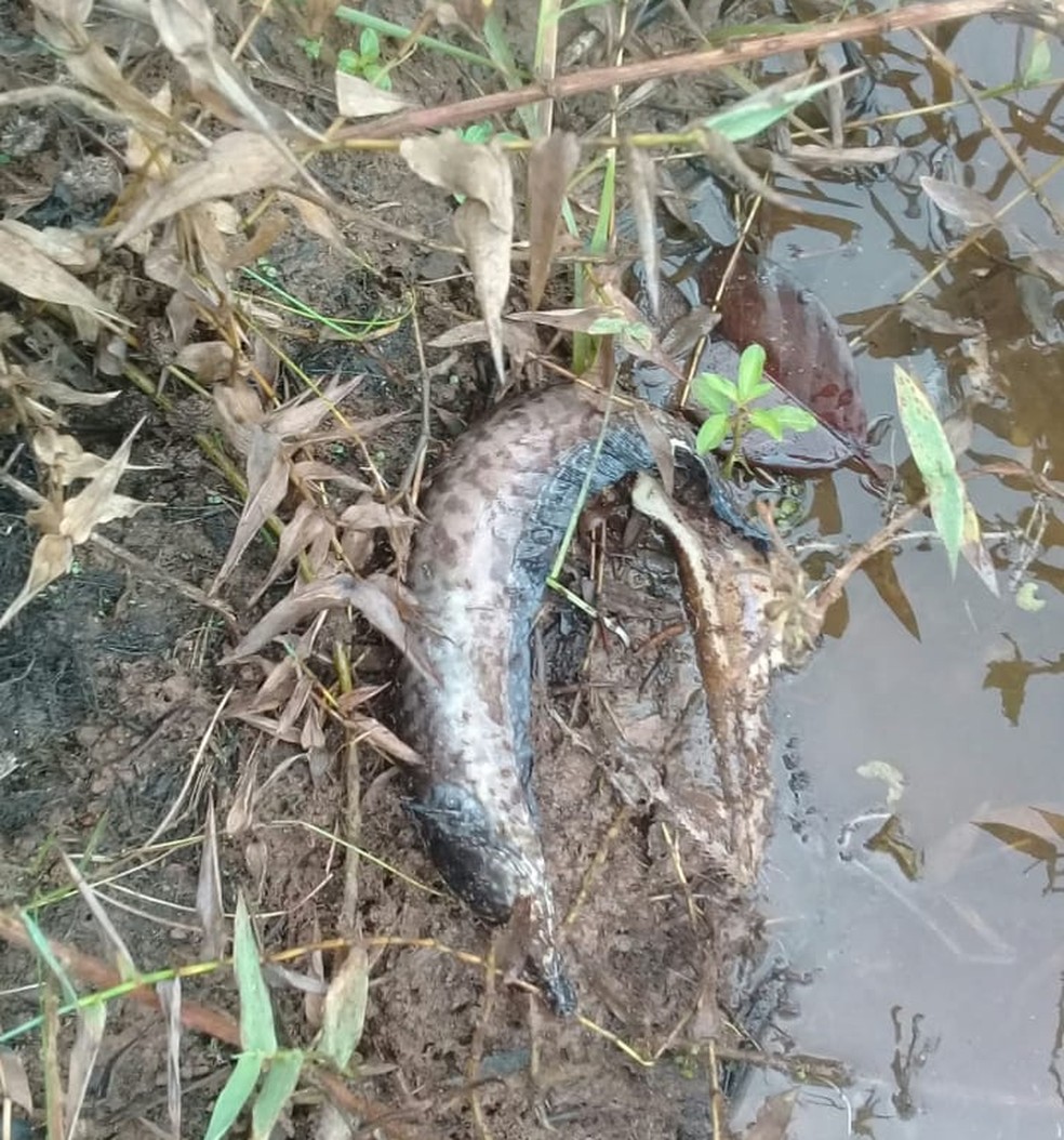 Outros peixes estavam agonizando às margens do lago — Foto: Divulgação