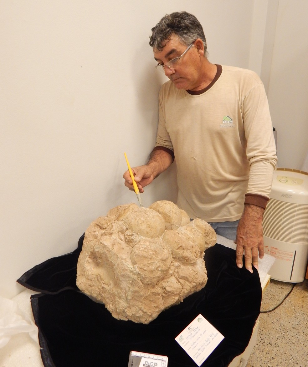 Servidor da Fundação Cultural de Uberaba, João Ismael, prepara ninhada de ovos de titanossauro, em Uberaba — Foto: Arquivo pessoal/Divulgação
