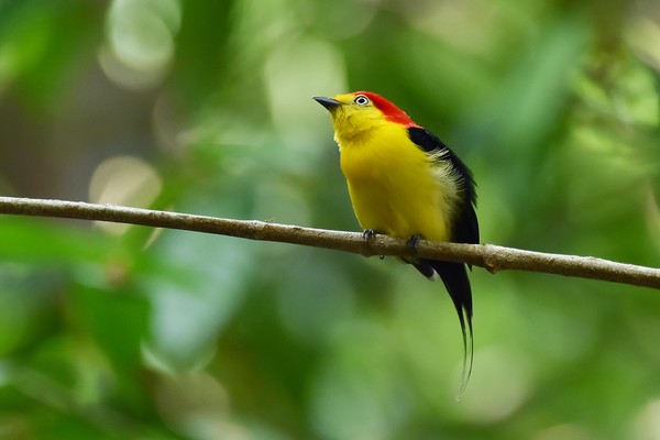 Floresta Amazonica Abriga Cerca De 20 De Toda A Fauna Do Planeta Terra Da Gente G1