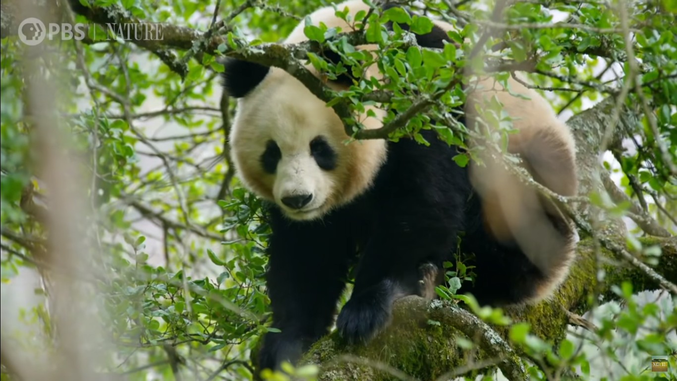Cinegrafistas flagram pandas se acasalando na selva pela primeira vez. Acima: fêmea em cima da árvore durante disputa entre os machos (Foto: Reprodução YouTube/Nature on PBS)