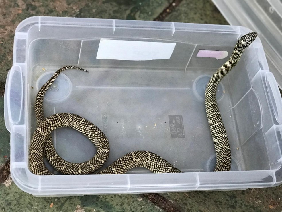 Uma das 16 cobras encontradas em caixas, em uma chácara na região de Planaltina, no DF — Foto: Afonso Ferreira/G1