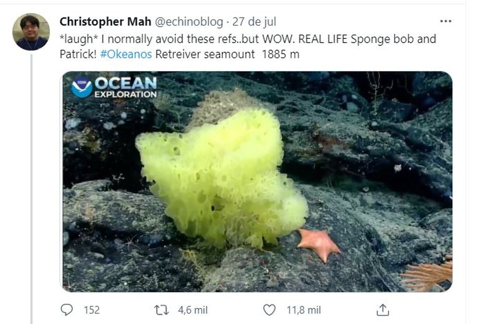 Biólogo Christopher Mah mostra 'Bob Esponja e Patrick da vida real' — Foto: Twitter/Reprodução