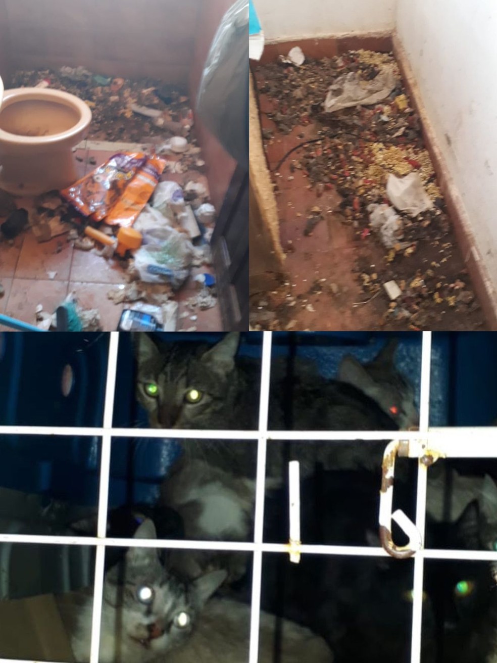 Gatos foram encontrados vivendo em meio ao lixo  — Foto: Reprodução/ Decat
