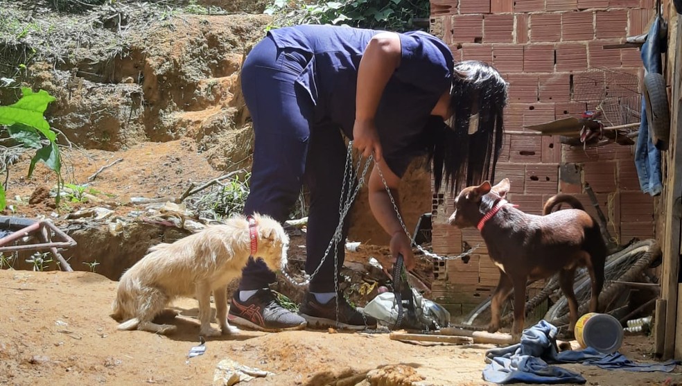 Mulher é detida em flagrante por maus-tratos a animais em Mendes — Foto: Divulgação/Polícia Civil