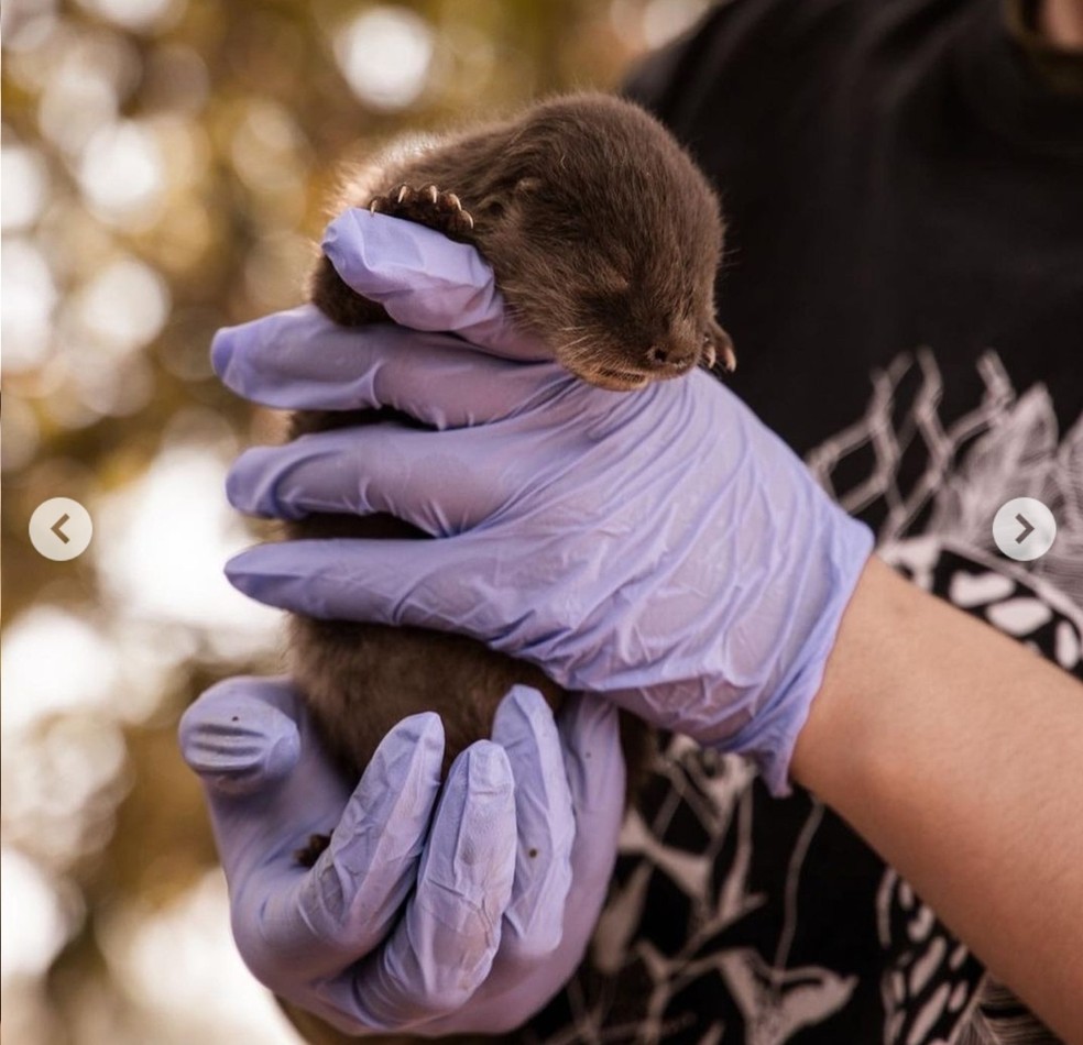 Bebê lontra é resgatada no Pantanal e ganha o nome de Aya — Foto: Pedro Omar Beck/Divulgação