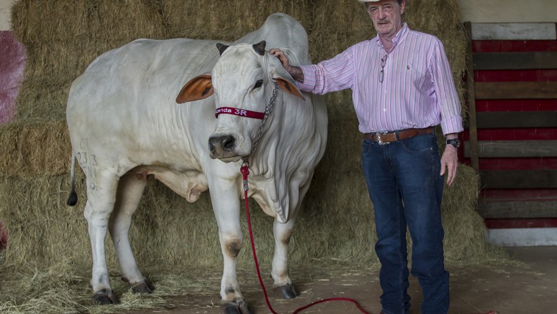 vaca-clone-badalada-rubens-catenacci-figueirao-ms (Foto: Rogério Albuquerque/Ed. Globo)