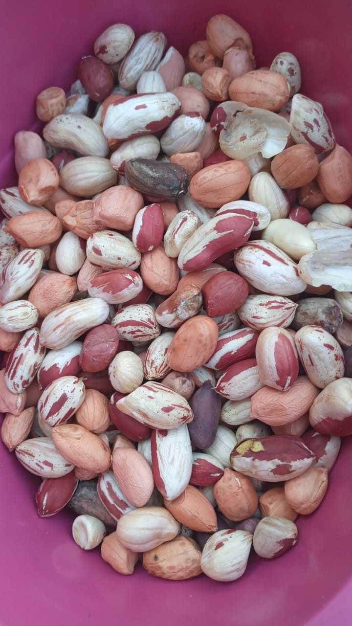 Indígenas cultivam 'amendoim gigante' e buscam ajuda para comercializar produtos em MT