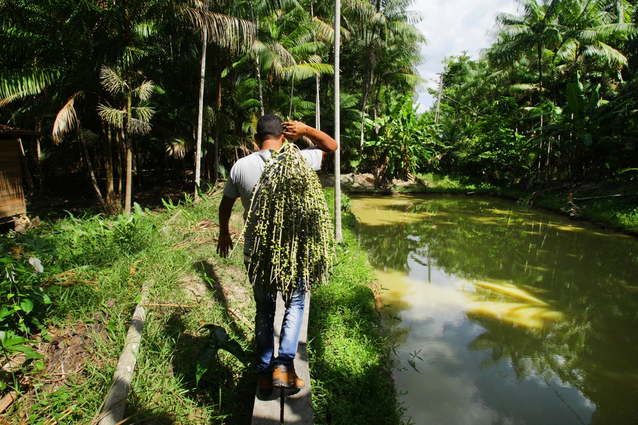 Dia da Amazônia: fortalecer a bioeconomia e combater o desmatamento precisam ser movimentos simultâneos
