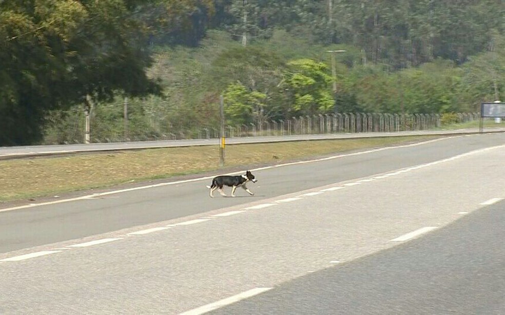 Um dos objetivos da ação é diminuir o número de animais soltos ou perdidos nas rodovias: risco de atropelamento e de acidentes — Foto: Cláudio Nascimento/ TV TEM