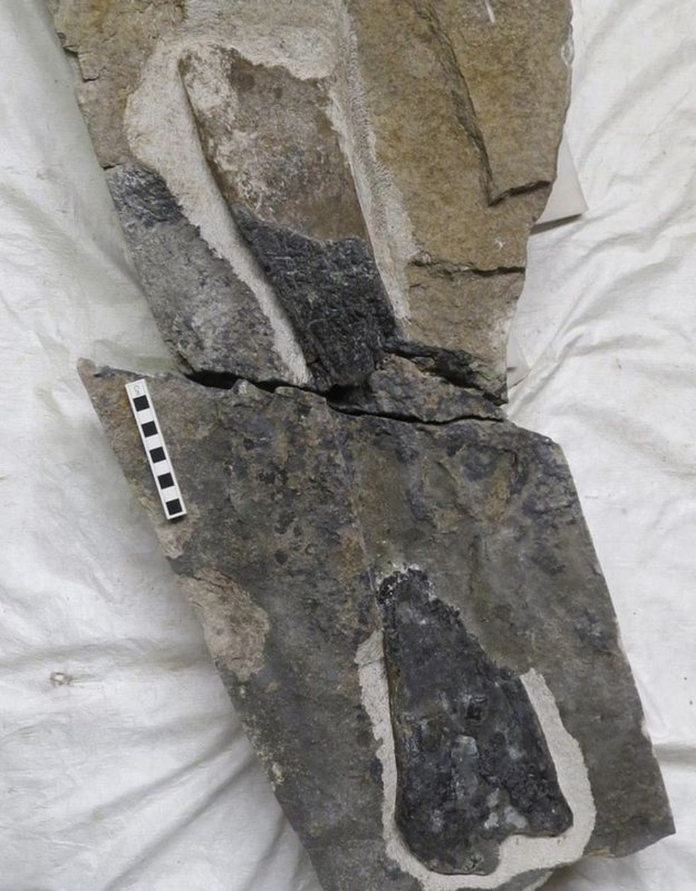 O fóssil está agora nas coleções dos Museus Nacionais da Escócia, em Edimburgo — Foto: E. Pancirolli/BBC