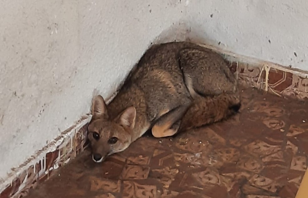 Raposa é resgatada em quintal de casa na região central de Bauru — Foto: Arquivo pessoal/Leonardo Oliveira