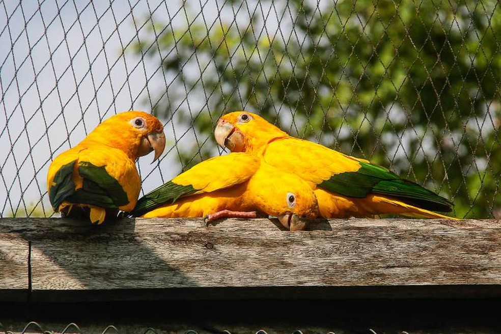 Aves ararajubas são soltas em Belém — Foto: Marcelo Seabra/Ag. Pará