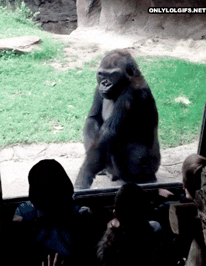 grito gorila (Foto: giphy)