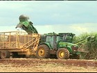 Em SP, aumento no custo da lavoura preocupa produtores de cana