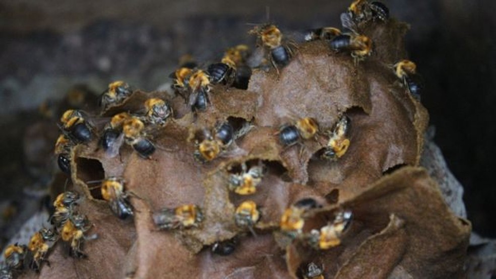 Colmeia de abelha nativa sem ferrão na Chácara João do Mel, em Belterra — Foto: Gabriel Siqueira/BBC