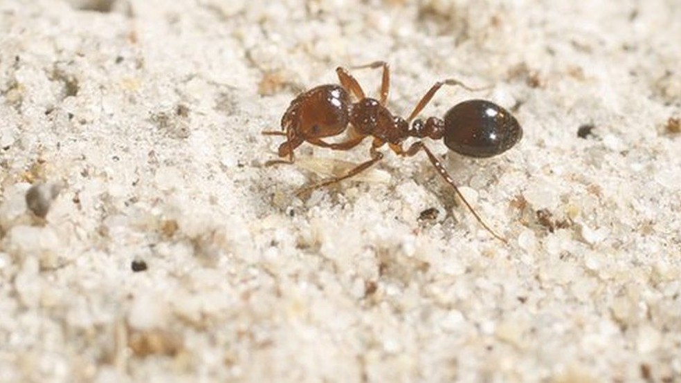 Formigas ganharam nome popular por causa de dor causada por picadas  (Foto: Biosecurity Queensland)