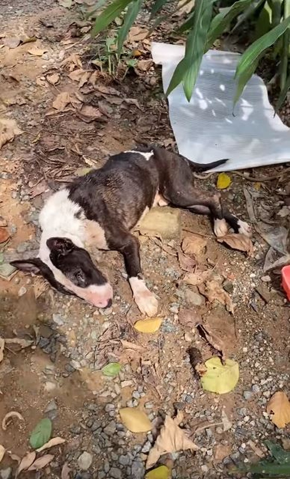 Cachorro foi encontrado em situação de maus-tratos em Joinville — Foto: Marli Piekarski/ Arquivo pessoal