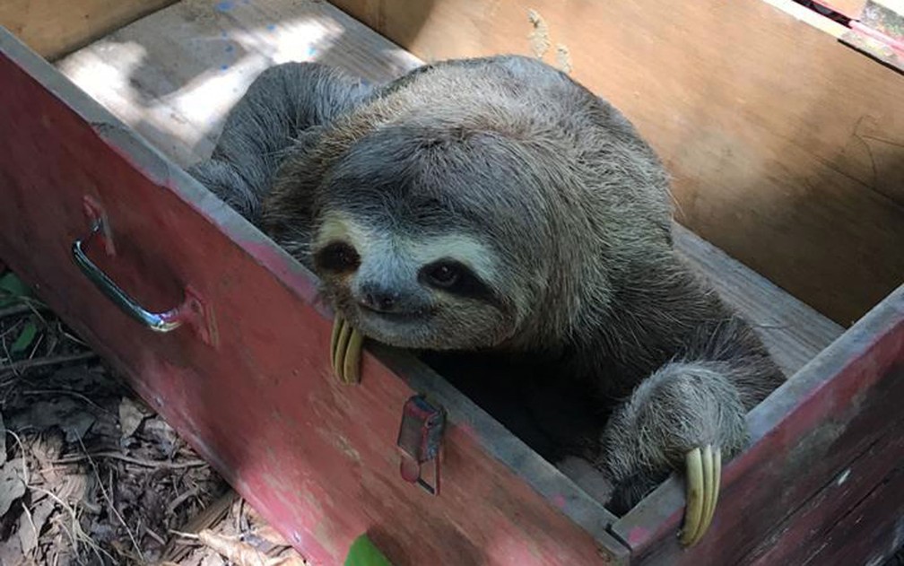 Bicho-preguiça foi resgatado por bombeiros e levado para reserva natural na Bahia — Foto: Divulgação/Corpo de Bombeiros