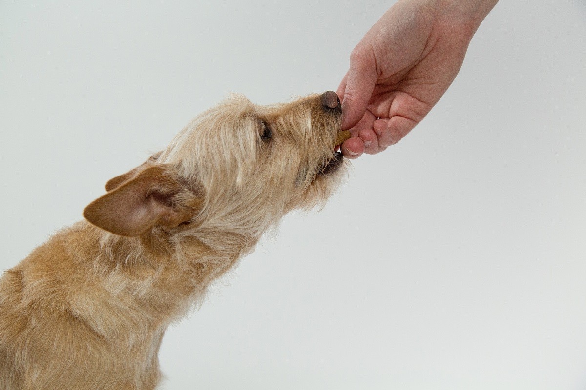 A suplementação alimentar pode auxiliar na imunidade dos pets  (Foto: Pixabay/ CreativeCommons)