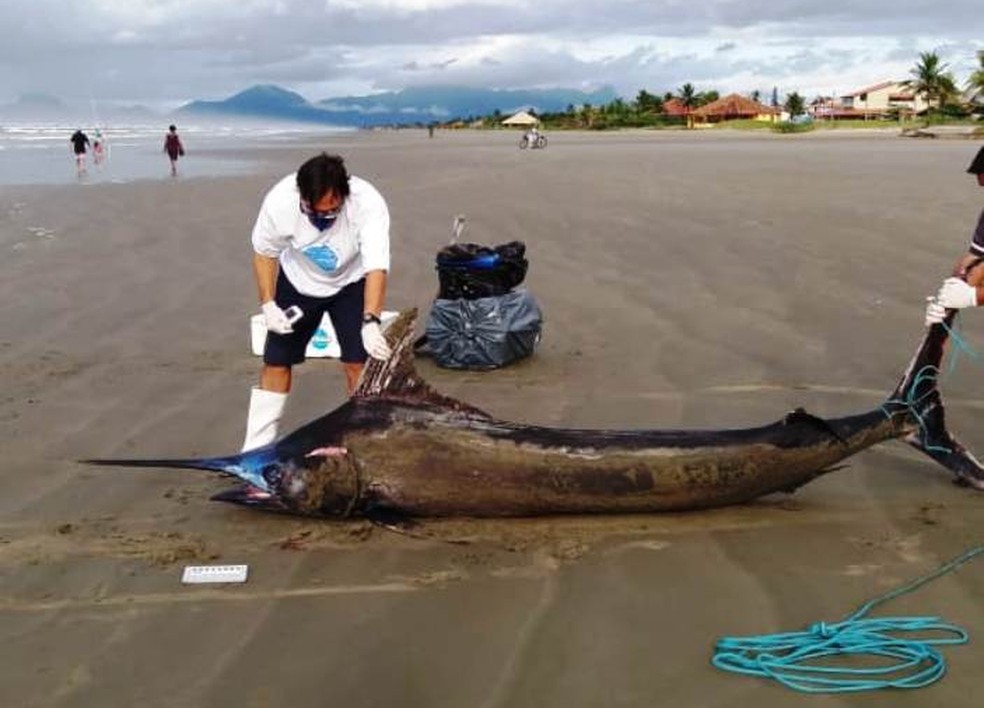 AgulhÃ£o-negro de mais de 200 kg foi encontrado em praia de ItanhaÃ©m, SP â Foto: DivulgaÃ§Ã£o/Instituto Biopesca