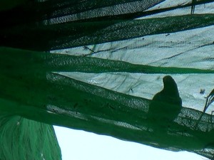 Periquitos costumam ficar presos em telas de palmeiras (Foto: Reprodução/TV Amazonas)