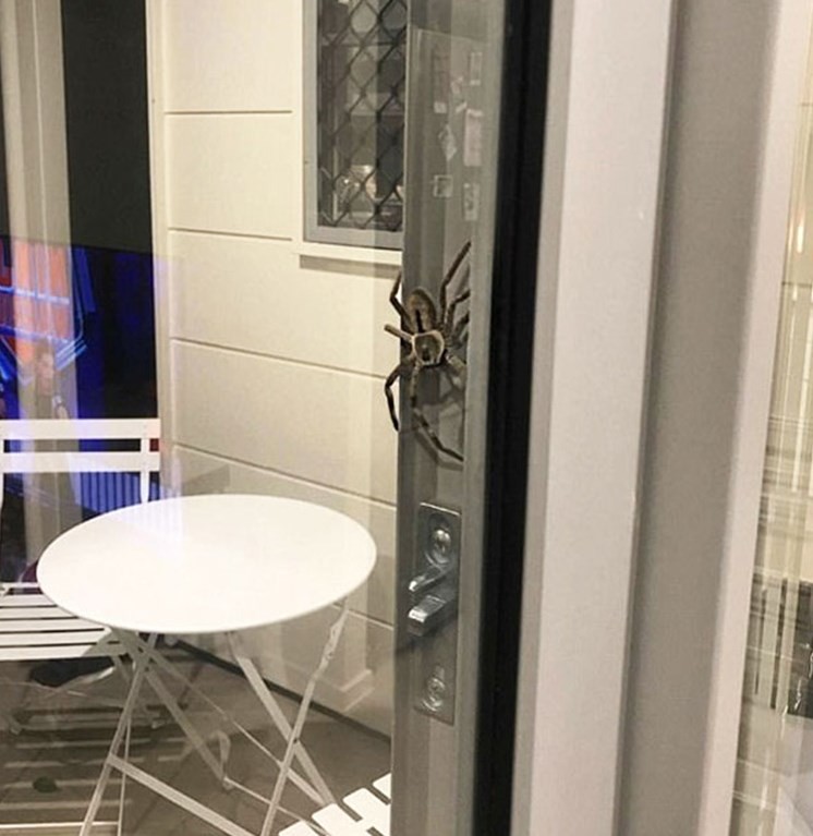 Aranha enorme achada em residência na Austrália