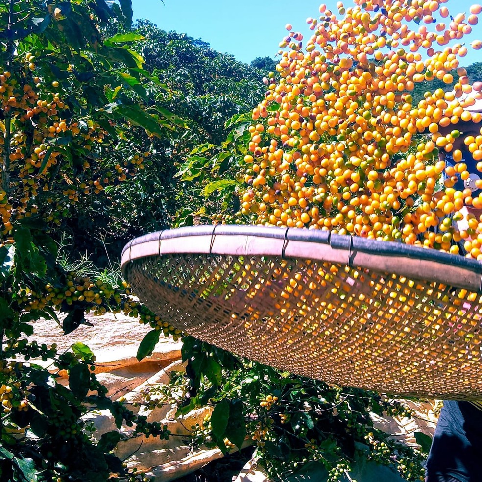 Safra do café em Varre-Sai, RJ, deve aumentar 100% em relação a 2019 — Foto: Divulgação
