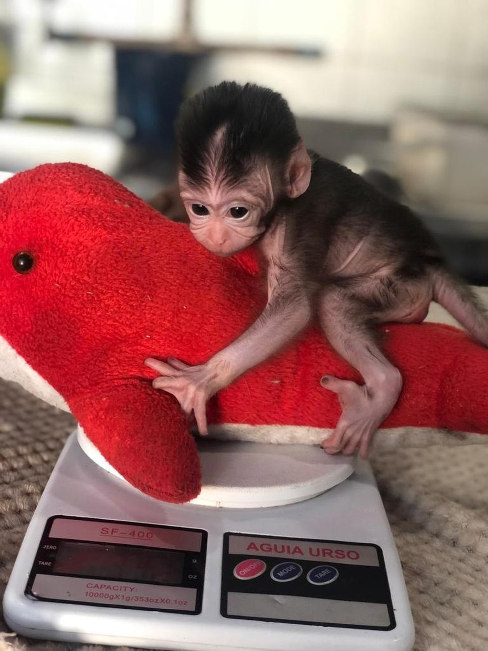 Segundo a equipe responsável pelo animal, ele tem se desenvolvido com saúde — Foto: Zoo do Complexo Cyro Gevaerd/Divulgação 