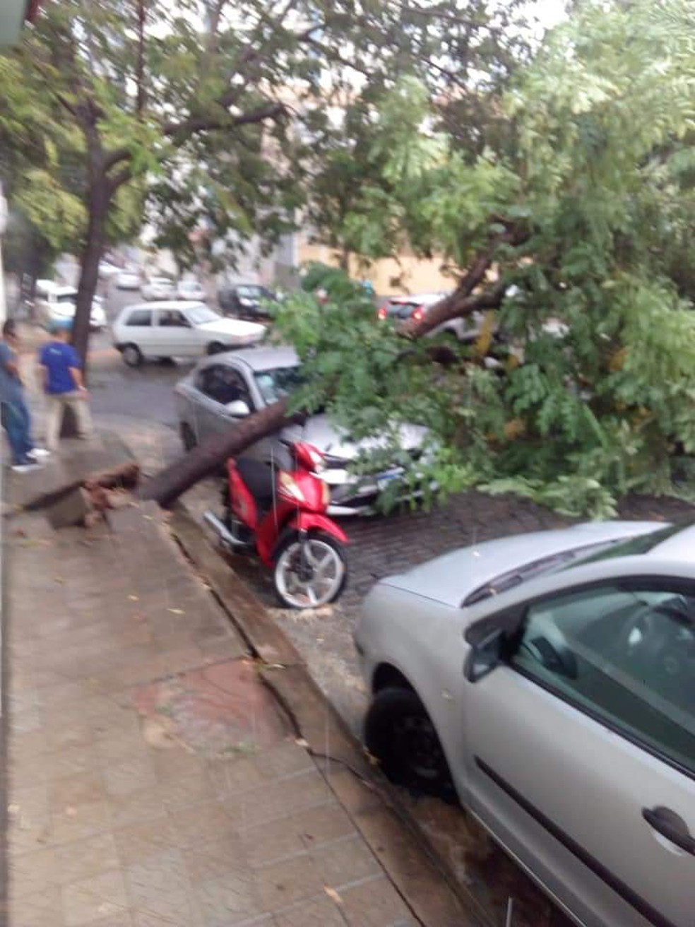 Temporal derruba Ã¡rvores em Itaperuna, no RJ â Foto: ReproduÃ§Ã£o/Facebook
