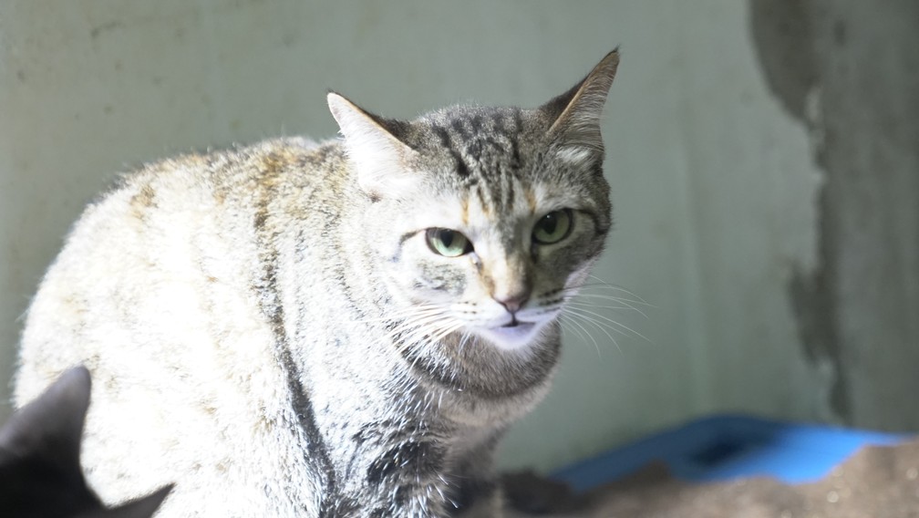 Animais mais velhos e com aparência e cores consideradas 'comuns' são mais difíceis de serem adotados — Foto: Affonso Andrade/ G1