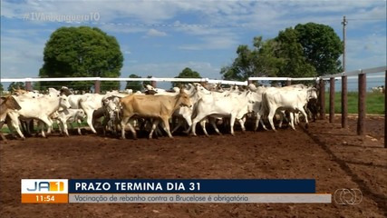 Vacinação de rebanho contra a Brucelose é obrigatória; prazo termina no próximo dia 31