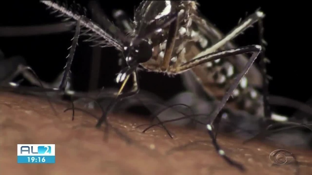 Primeira morte por chikungunya em AL no ano foi de homem de 49 anos, de Colônia Leopoldina