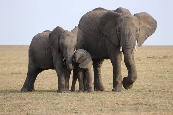 Elefantes têm papel importante no controle dos níveis de carbono, diz estudo