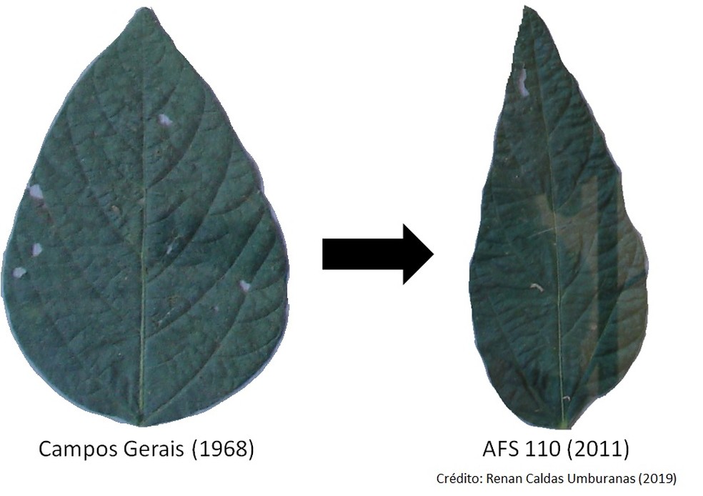 ComparaÃ§Ã£o de folhas da soja de 1968 e atual â Foto: ReproduÃ§Ã£o/Pesquisa da USP