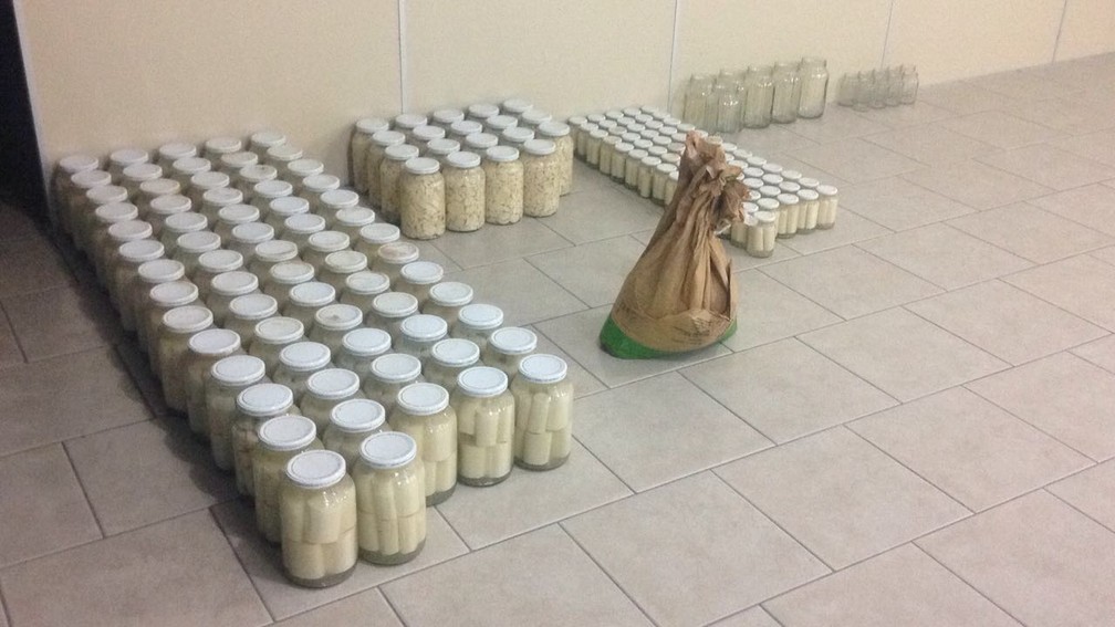 Polícia Ambiental fechou fábrica clandestina de palmitos, em Adrianópolis (Foto: Polícia Ambiental/Divulgação)