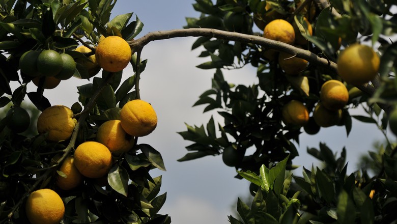 laranja_agricultura_fruta (Foto: Ernesto de Souza/Ed. Globo)