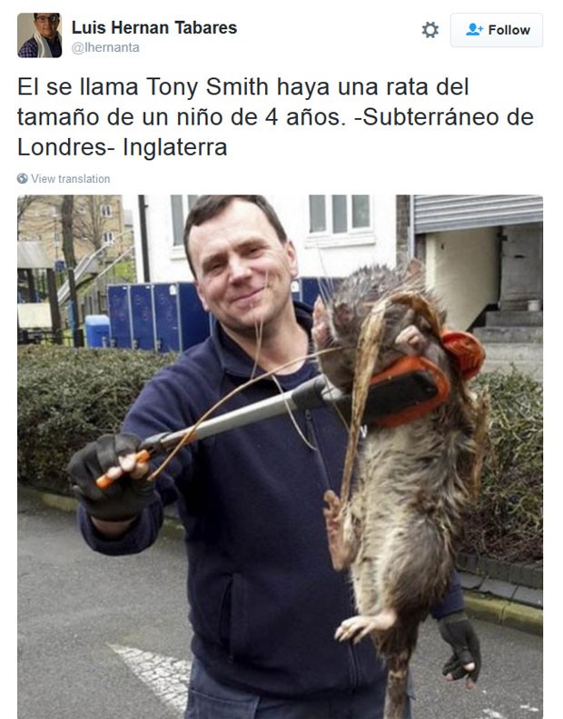 rato gigante na rua