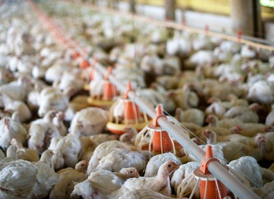 Chile registrou casos de gripe aviária em unidade industrial e suspendeu exportações de frango