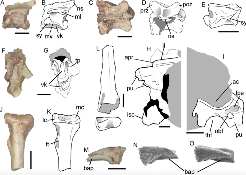 Parte dos fragmentos de ossos do Neokotus sanfranciscanus: as figuras M, N e O referem-se à falange ungueal. Ela apresenta uma base bastante achatada, o que não ocorre com nenhum outro lagarto conhecido (Foto: Reprodução/Communications Biology)