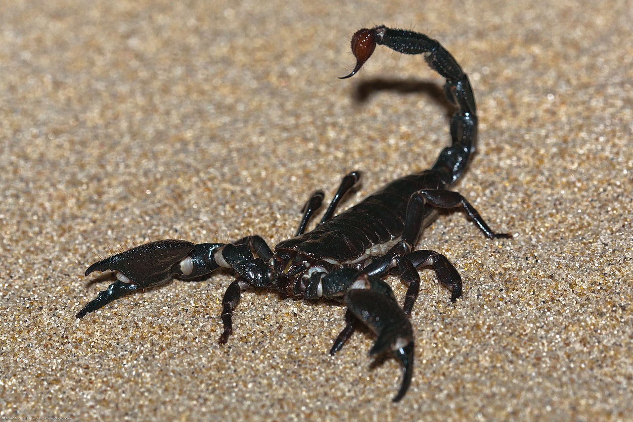 Escorpião-imperador – Pandinus imperator (Foto: Michael L. Baird/ Wikimedia Commons/ CreativeCommons)