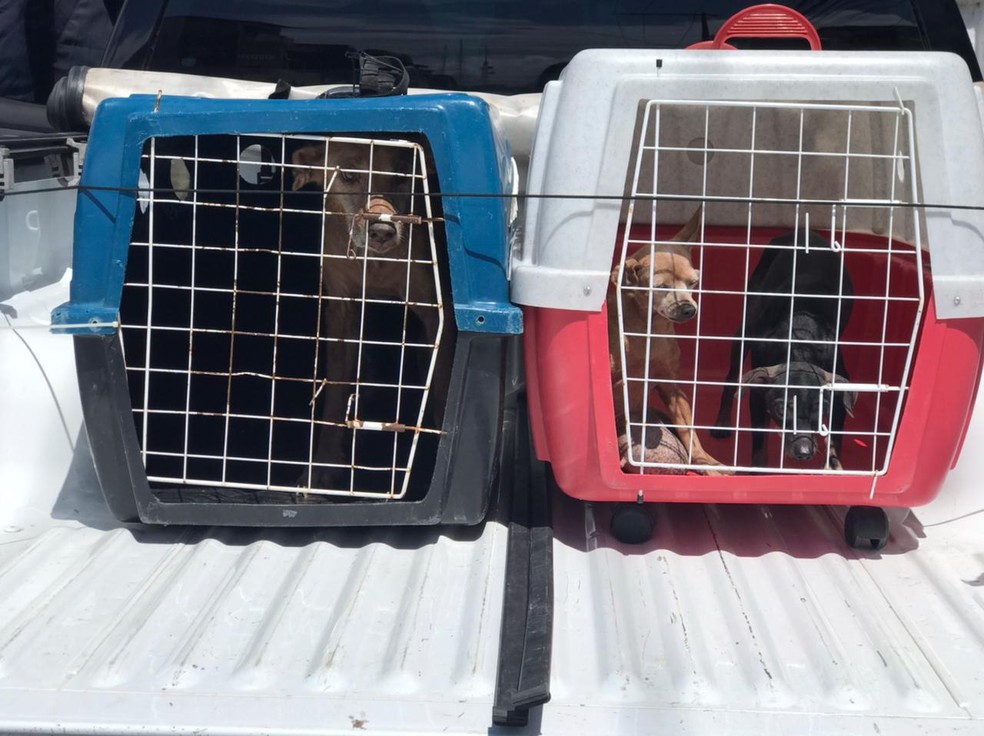 Cachorros abandonados foram resgatados em Maceió — Foto: Polícia Civil