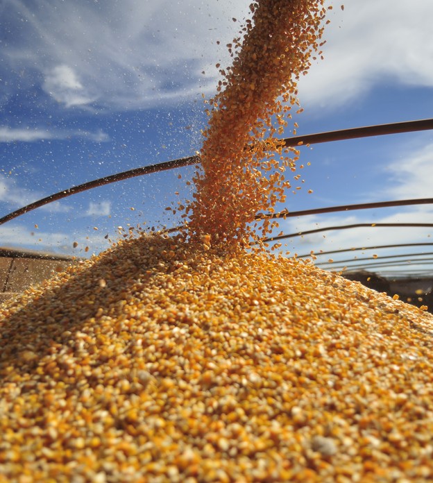 Projeto prevê taxa de 15% na exportação do milho brasileiro até o fim do ano