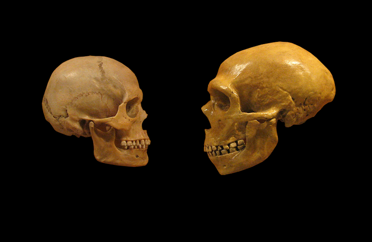 o crânio de um humano vs. o de um neandertal (Foto: wikimedia commons)
