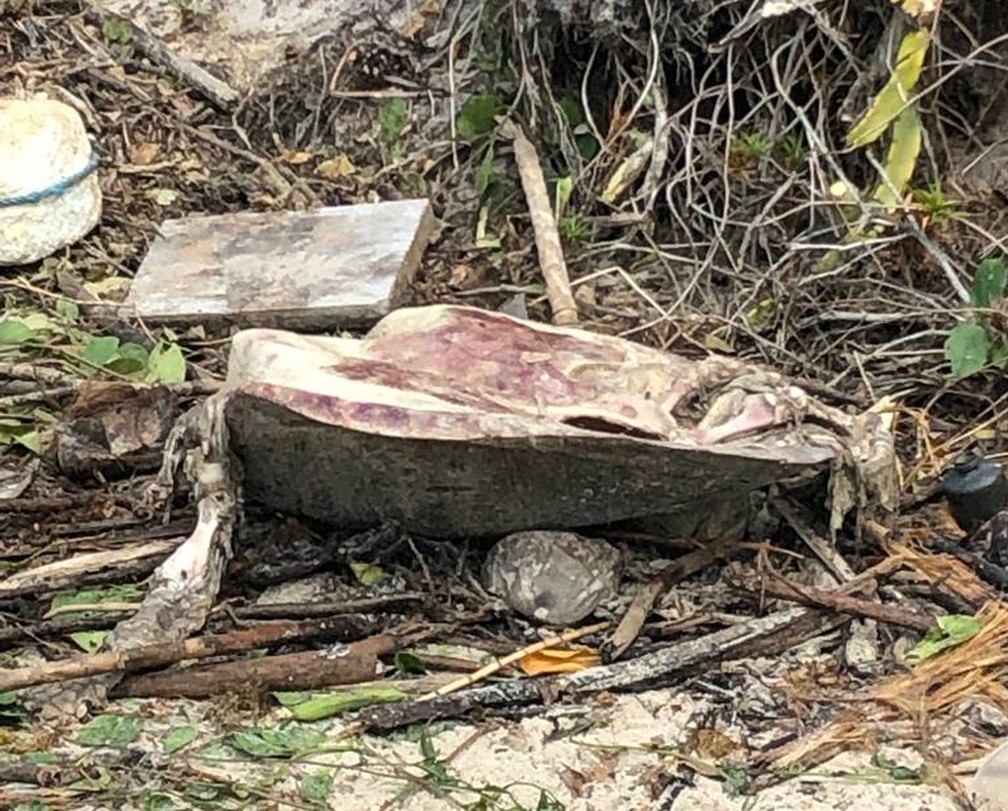Tartaruga oliva juvenil foi encontrada morta na Praia do Patizeiro — Foto: Divulgação/Projeto A-mar